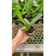 Cattleya Labiata Carnea - T3