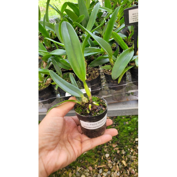 Cattleya Paola Matano - T3
