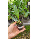 Cattleya Paola Matano - T3
