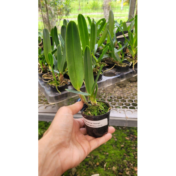 Laelia Purpurata Carnea "Morango" - T3