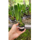 Laelia Purpurata Carnea "Morango" - T3