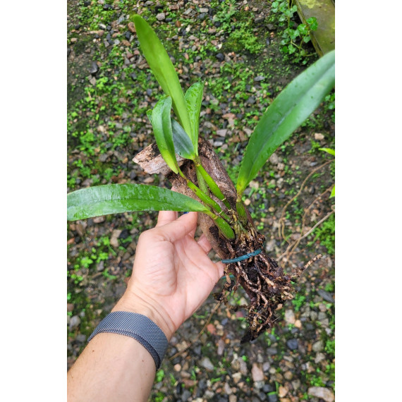 Lc. Mona Pink Hiromi  - NBS