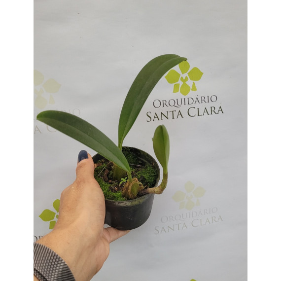 Bulbophyllum Eberhaditii - (AD)