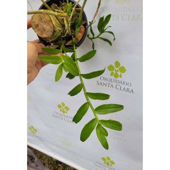 Dendrobium Anosmum Tipo - Pre Adulta