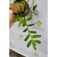 Dendrobium Anosmum Tipo - Pre Adulta