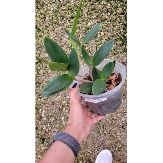 Cattleya Intermedia - AD
