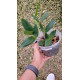Cattleya Intermedia - AD
