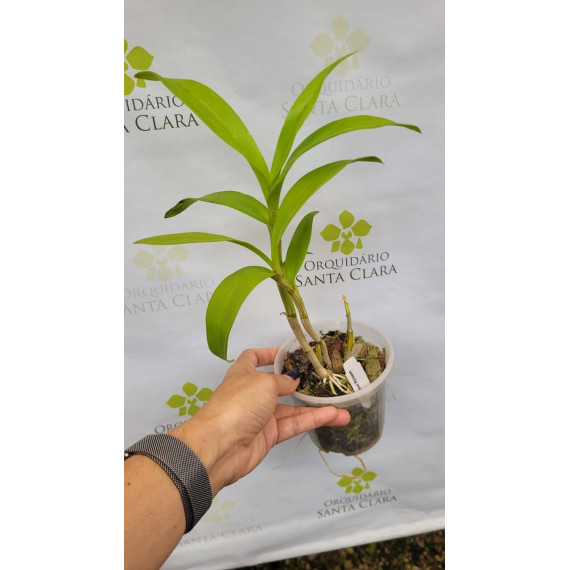 Dendrobium Earsakul Caesar -  NBS