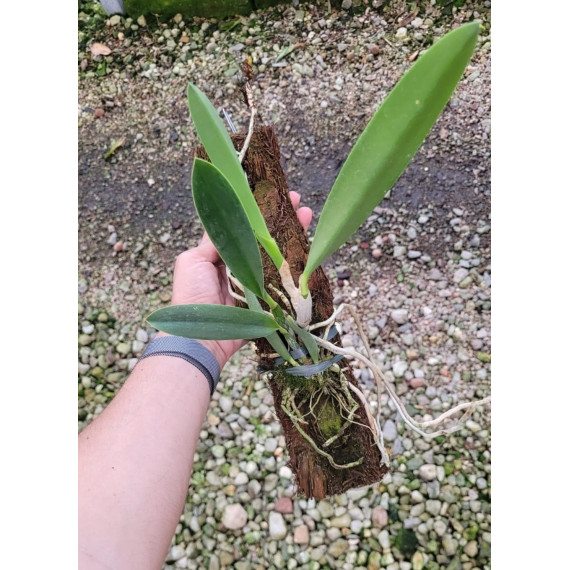 Laelia Jongheana - AD (na placa)
