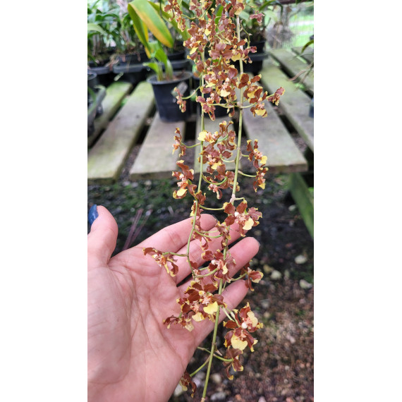 Oncidium Auricula - AD
