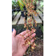 Oncidium Auricula - AD