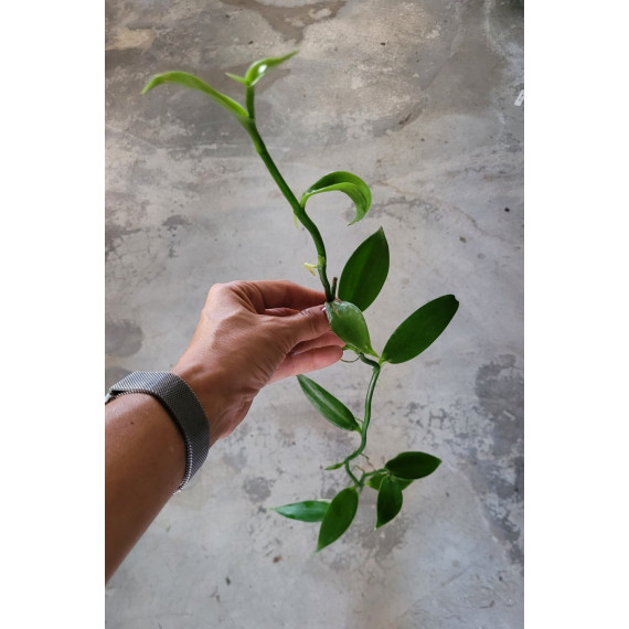 Vanilla Planifolia (Baunilha) - 20 cm