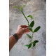 Vanilla Planifolia (Baunilha) - 20 cm