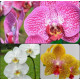 Kit Mudas Phalaenopsis - 3 unidades