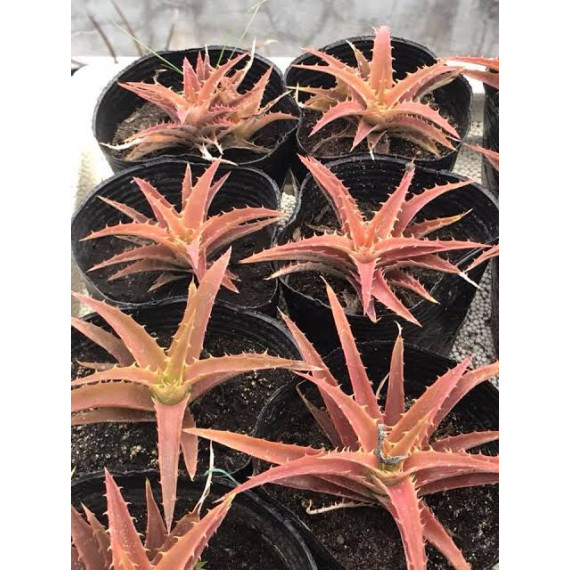 Ortophyttum Saxicola (marrom)