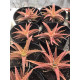 Ortophyttum Saxicola (marrom)