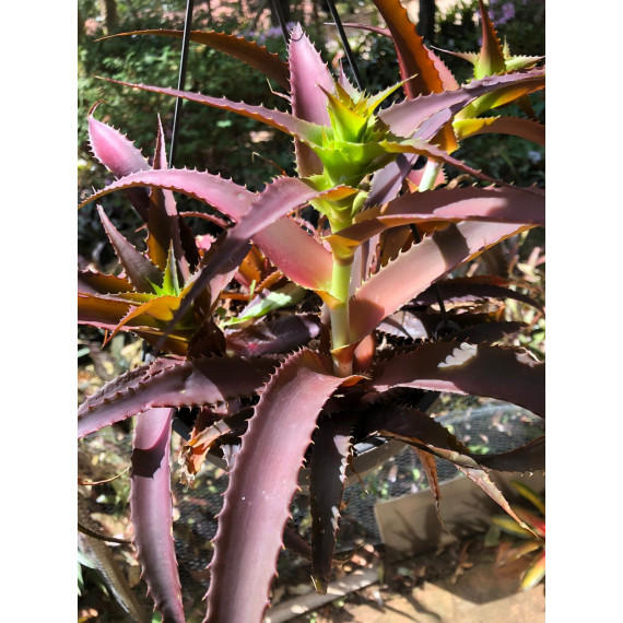Ortophyttum Saxicola (marrom)