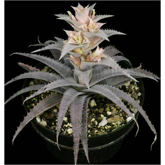Ortophyttum Pewter (cinza)