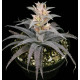 Ortophyttum Pewter (cinza)