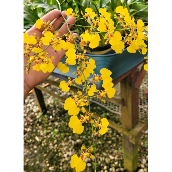 Oncidium Sweet Sugar  - AD