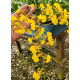 Oncidium Sweet Sugar  (ÉPOCA DE FLORAÇÃO)
