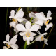 Doritis Pulcherrima var. Alba COM MUDA