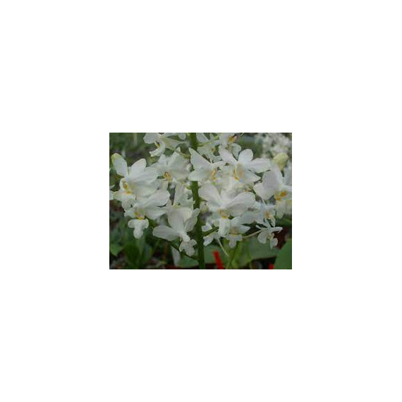 Doritis Pulcherrima var. Alba COM MUDA