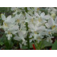 Doritis Pulcherrima var. Alba COM MUDA