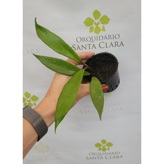 Flor de Cera (Hoya Red Buttons) - Muda 10 cm