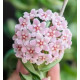 Flor de Cera Hoya Compacta Variegata