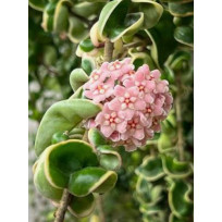 Flor de Cera Hoya Compacta Variegata