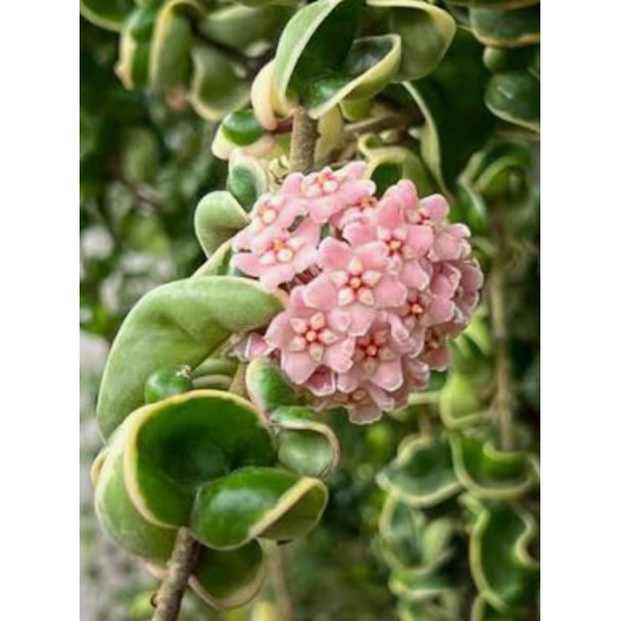 Flor de Cera Hoya Compacta Variegata