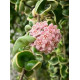Flor de Cera Hoya Compacta Variegata
