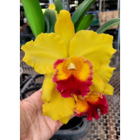 Rlc. Marie Spirit - AD