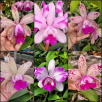 Cattleya Intermedia - AD