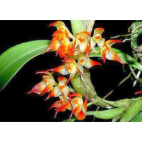 Bulbophyllum Sessile  - AD