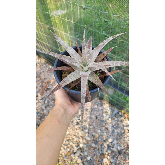 Ortophyttum Pewter (cinza)