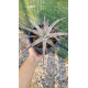 Ortophyttum Pewter (cinza)
