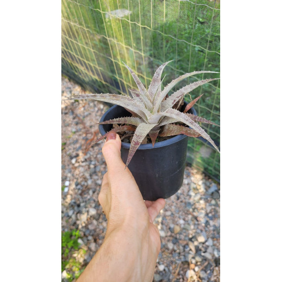 Ortophyttum Pewter (cinza)