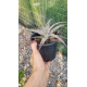 Ortophyttum Pewter (cinza)