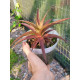 Ortophyttum Saxicola (marrom)