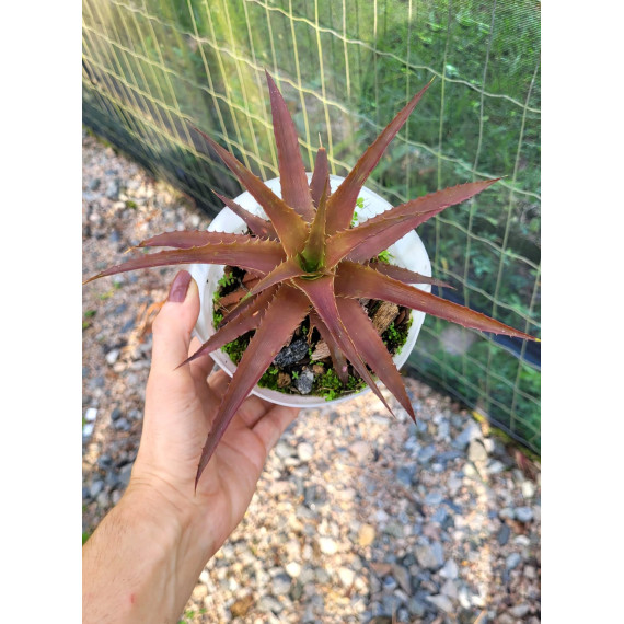 Ortophyttum Saxicola (marrom)