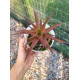 Ortophyttum Saxicola (marrom)