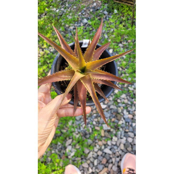 Ortophyttum Saxicola (marrom)