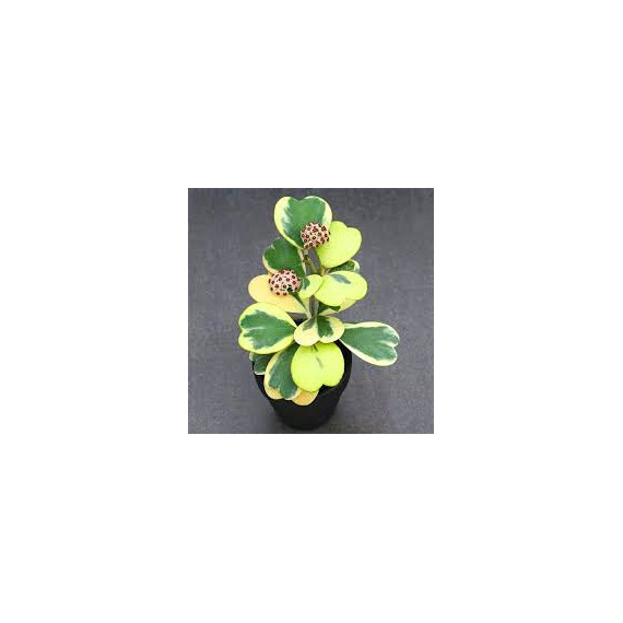 Hoya Kerrii Variegata