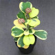 Hoya Kerrii Variegata