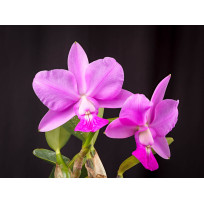 Cattleya Walkeriana na Casca de Cajá (AD)