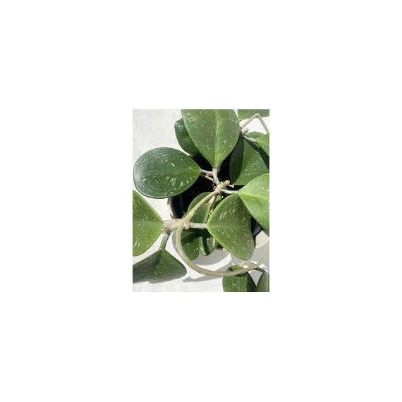 Flor de Cera Hoya Obovata -  25  cm