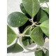 Flor de Cera Hoya Obovata -  25  cm