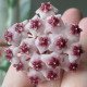 Flor de Cera Hoya Obovata -  25  cm